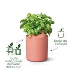 bouncy basil mou terra